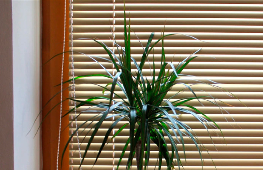 Wooden Blinds
